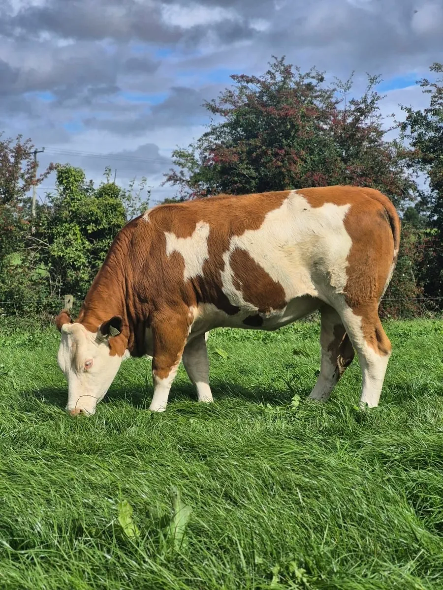 Cream of Fleckvieh Sale 23rd Sept - Image 2