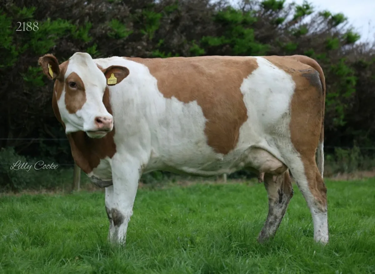Cream of Fleckvieh Sale 23rd Sept - Image 3