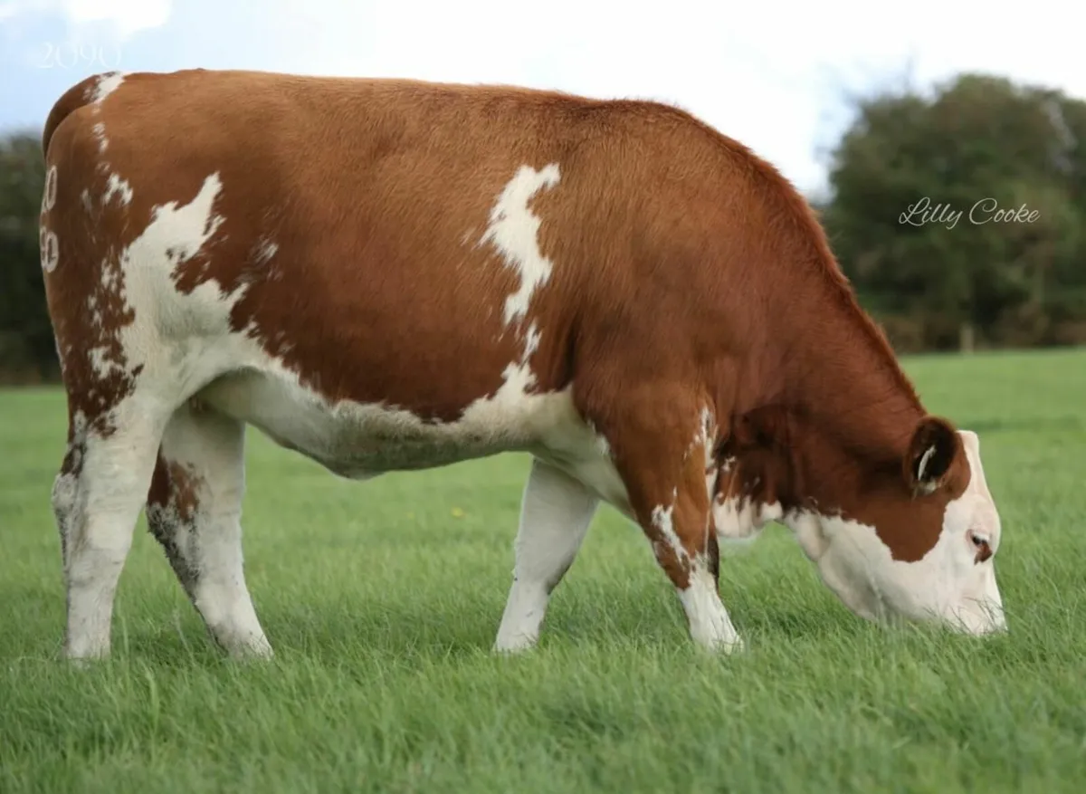 Cream of Fleckvieh Sale 23rd Sept - Image 4