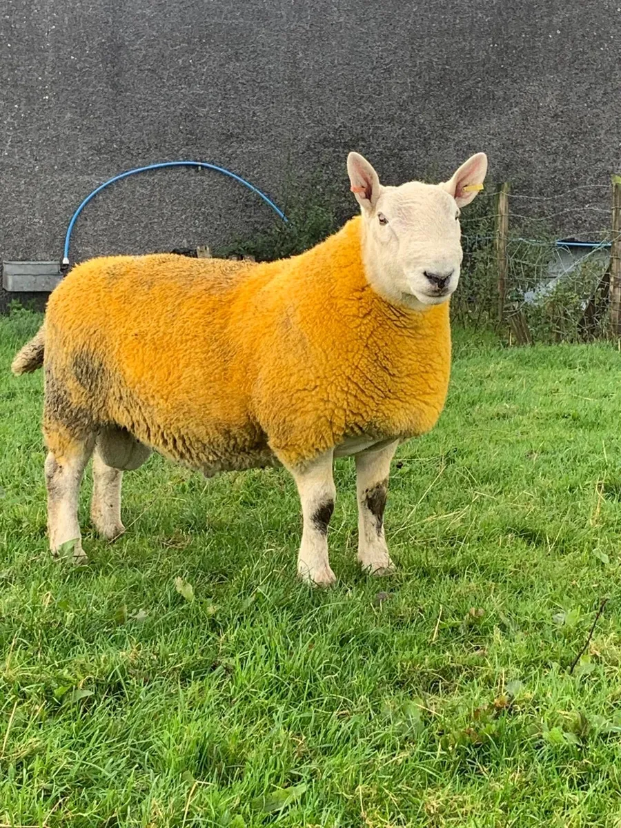 North Country Cheviot Shearling Rams - Image 1