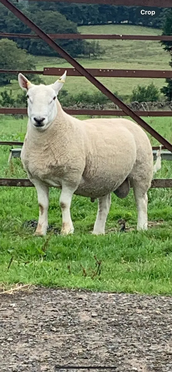 North Country Cheviot Shearling Rams - Image 2