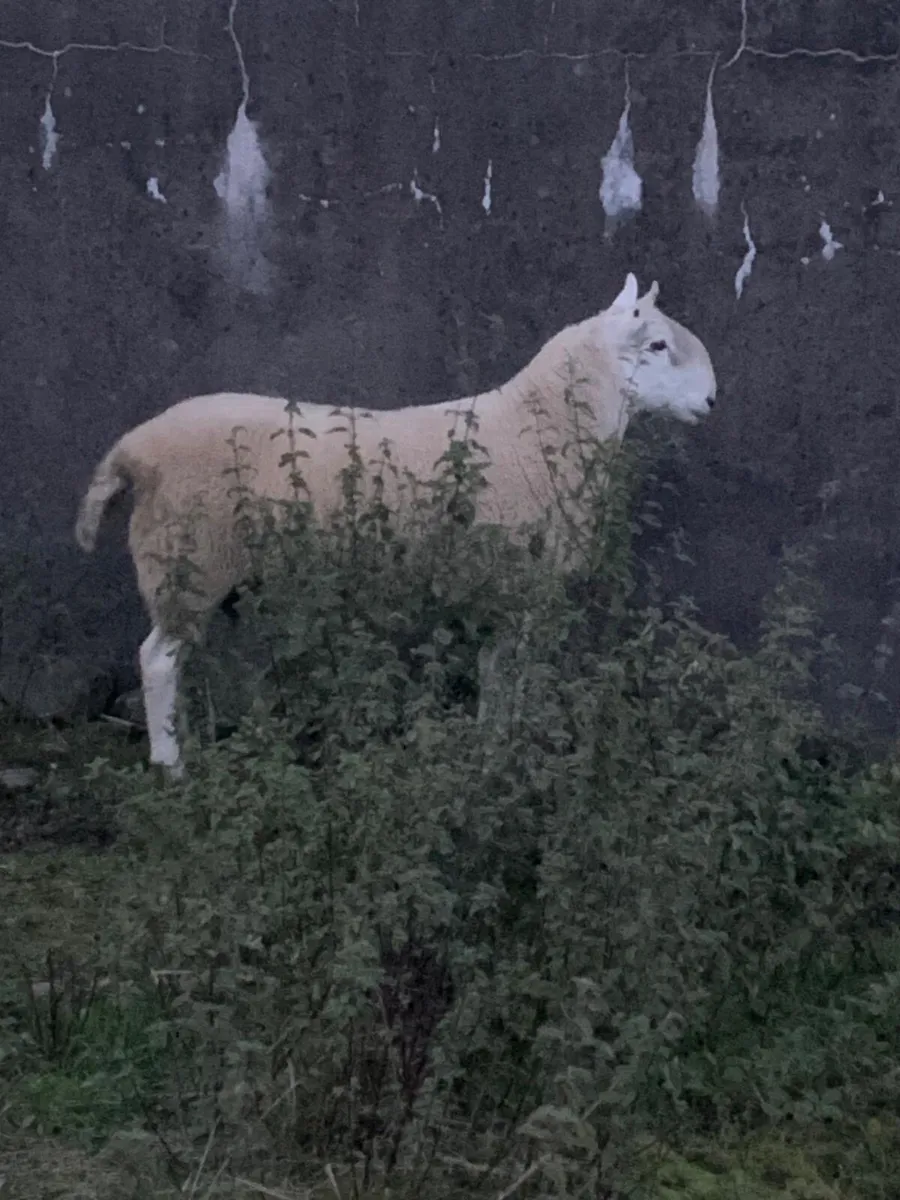 North Country Cheviot Shearling Rams - Image 3
