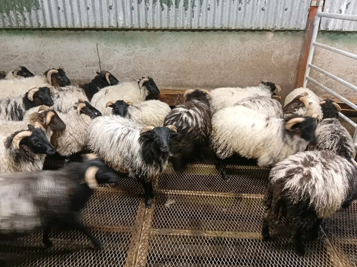 Mayo blackface Ram lambs (25) - Image 1