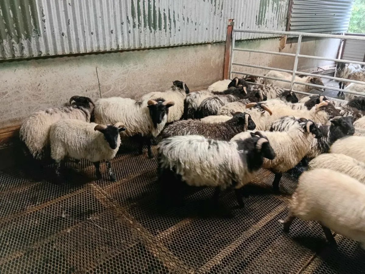 Mayo blackface Ram lambs (25) - Image 3