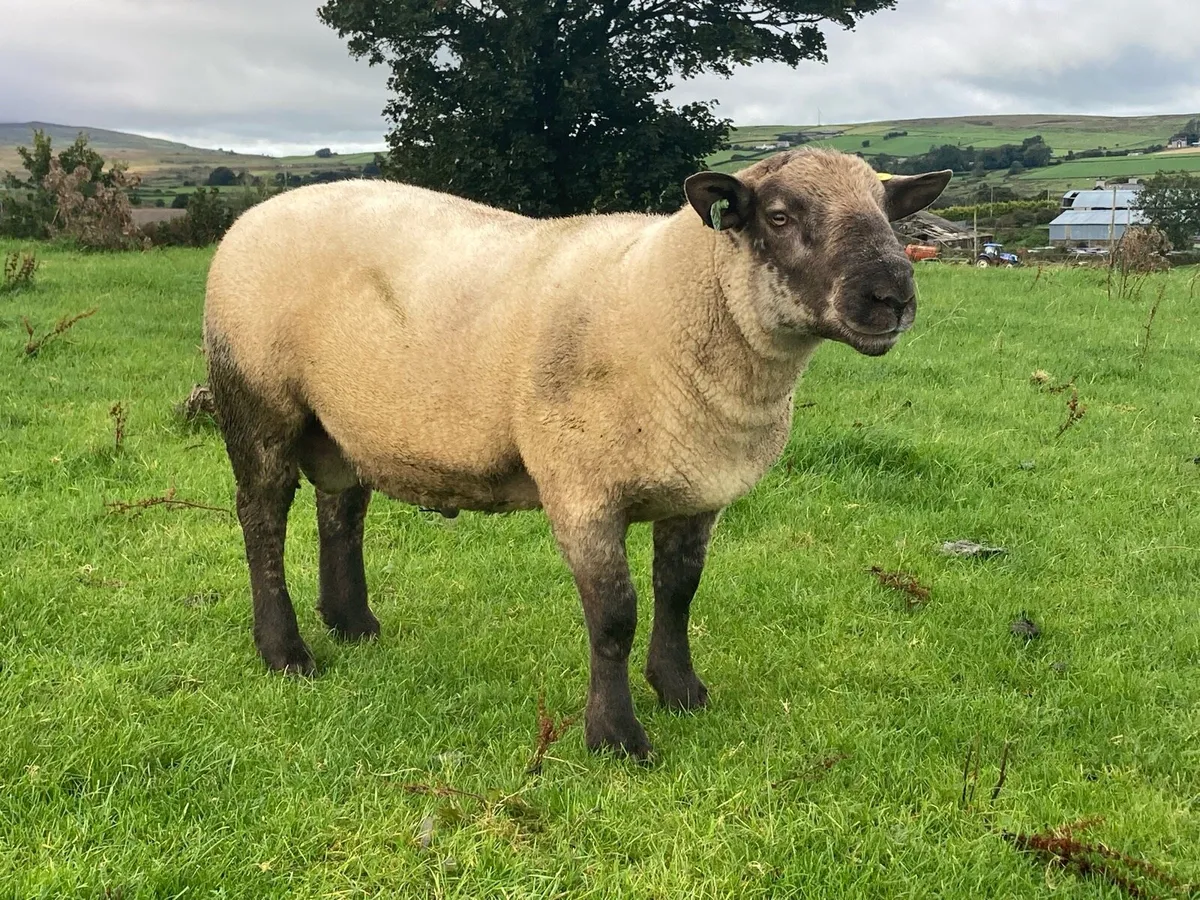 Suffolk, SuffTex and Texel Shearling Rams - Image 4
