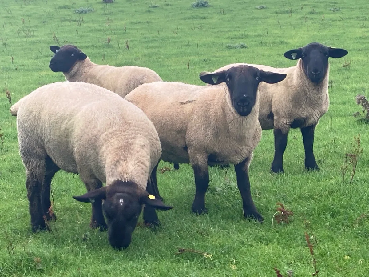 Suffolk, SuffTex and Texel Shearling Rams - Image 3