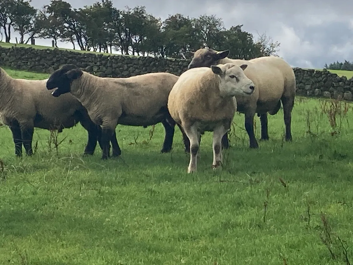 Suffolk, SuffTex and Texel Shearling Rams - Image 1