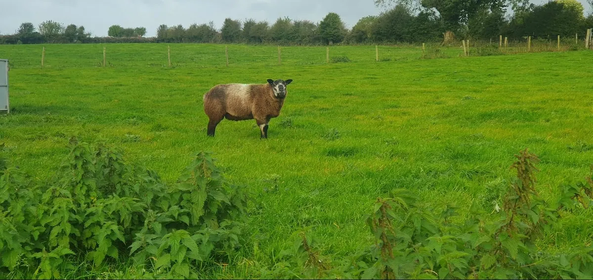 Blue texel ram lambs - Image 1