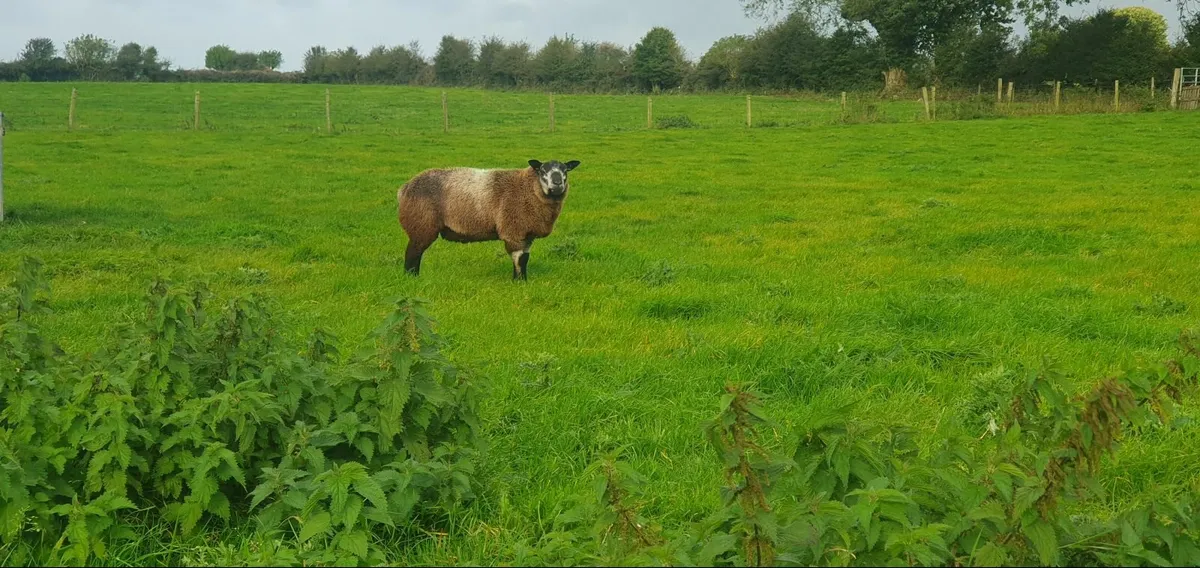 Blue texel ram lambs - Image 2