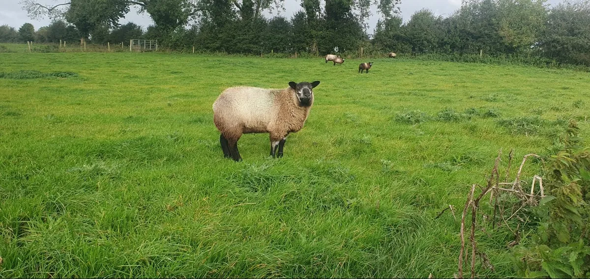 Blue texel ram lambs - Image 3