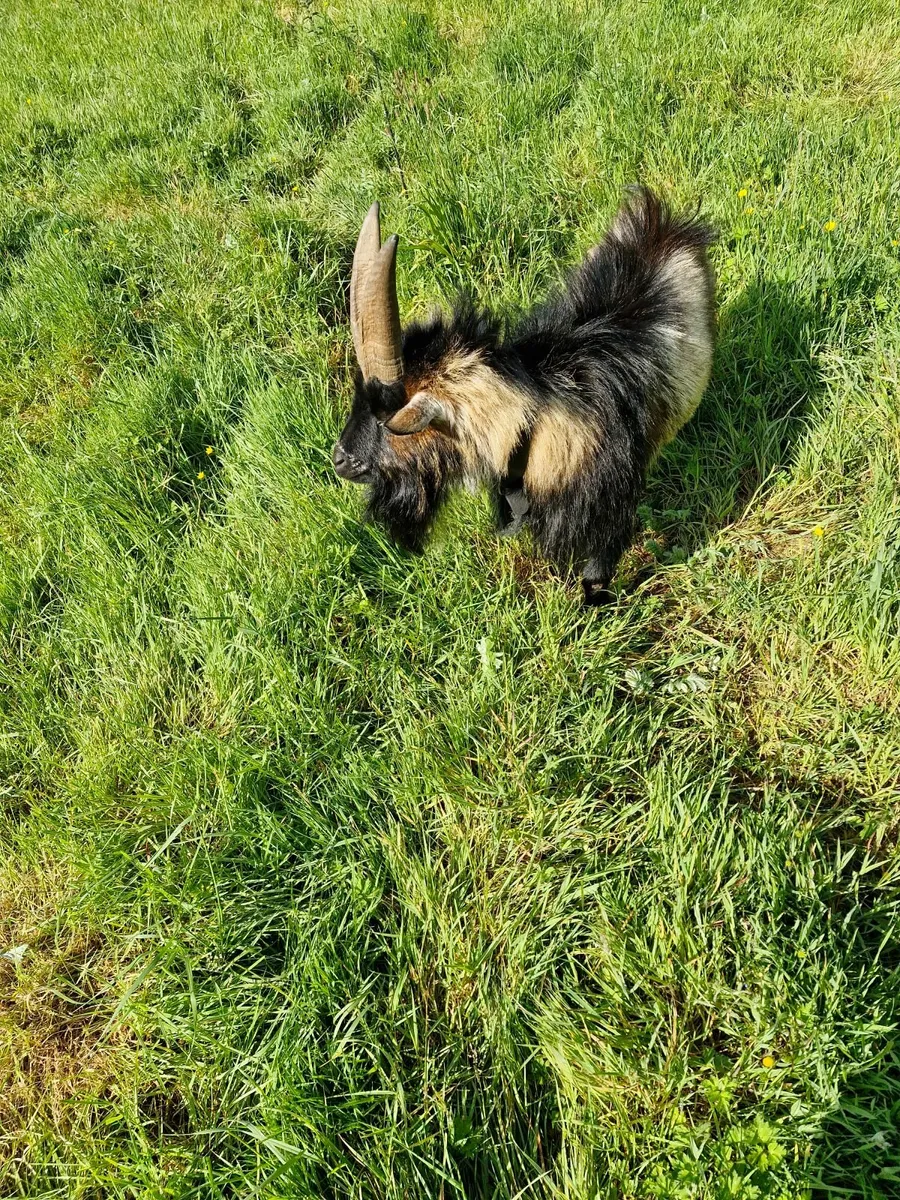 Goats - Image 1