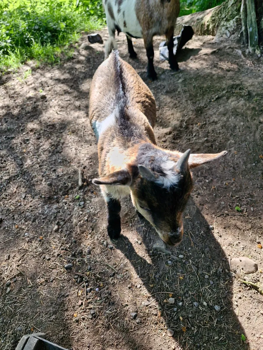 Goats - Image 2