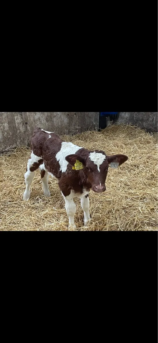 Wanted 30 calfs