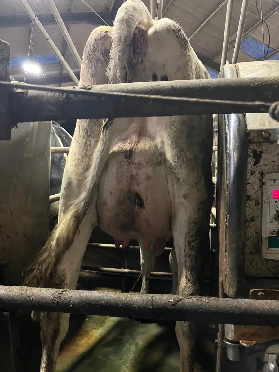 Pedigree Heifers - Image 2