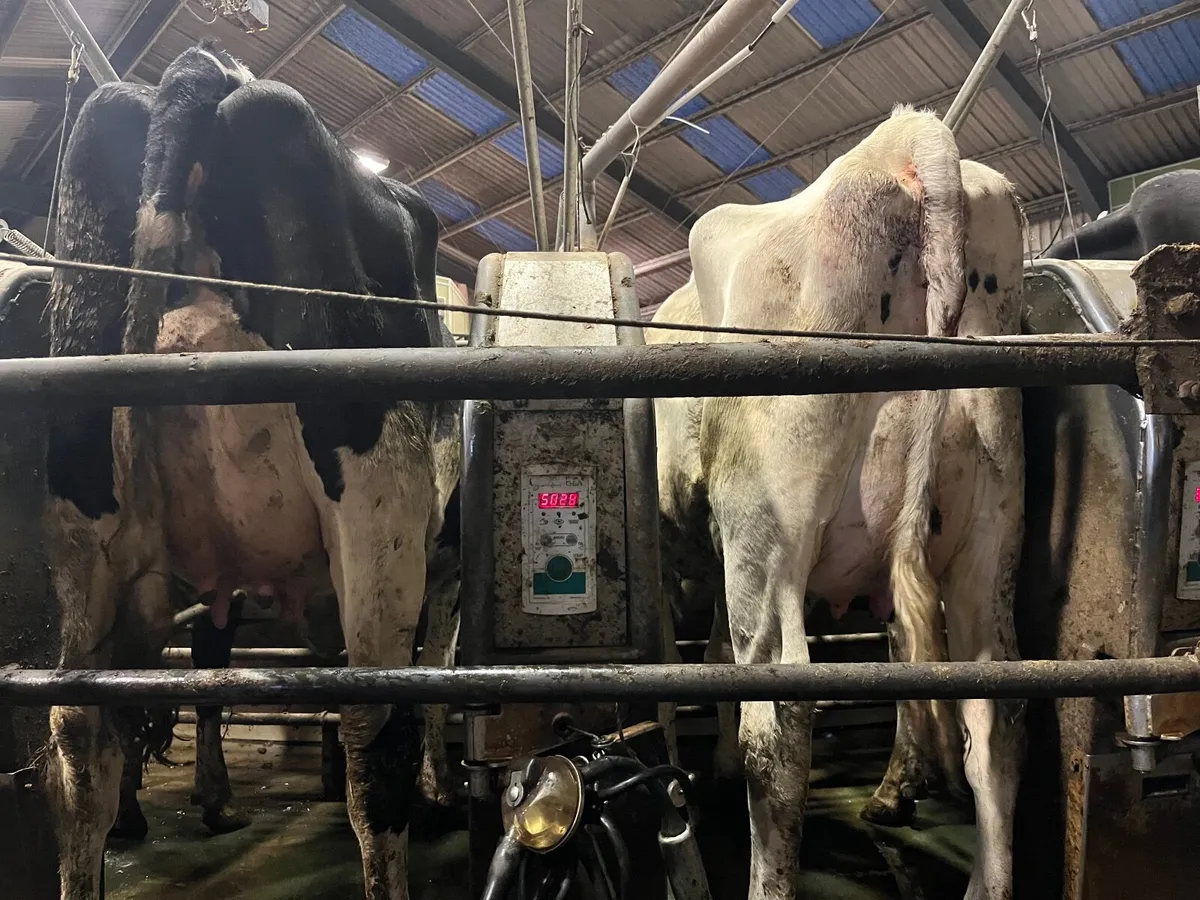 Pedigree Heifers - Image 3