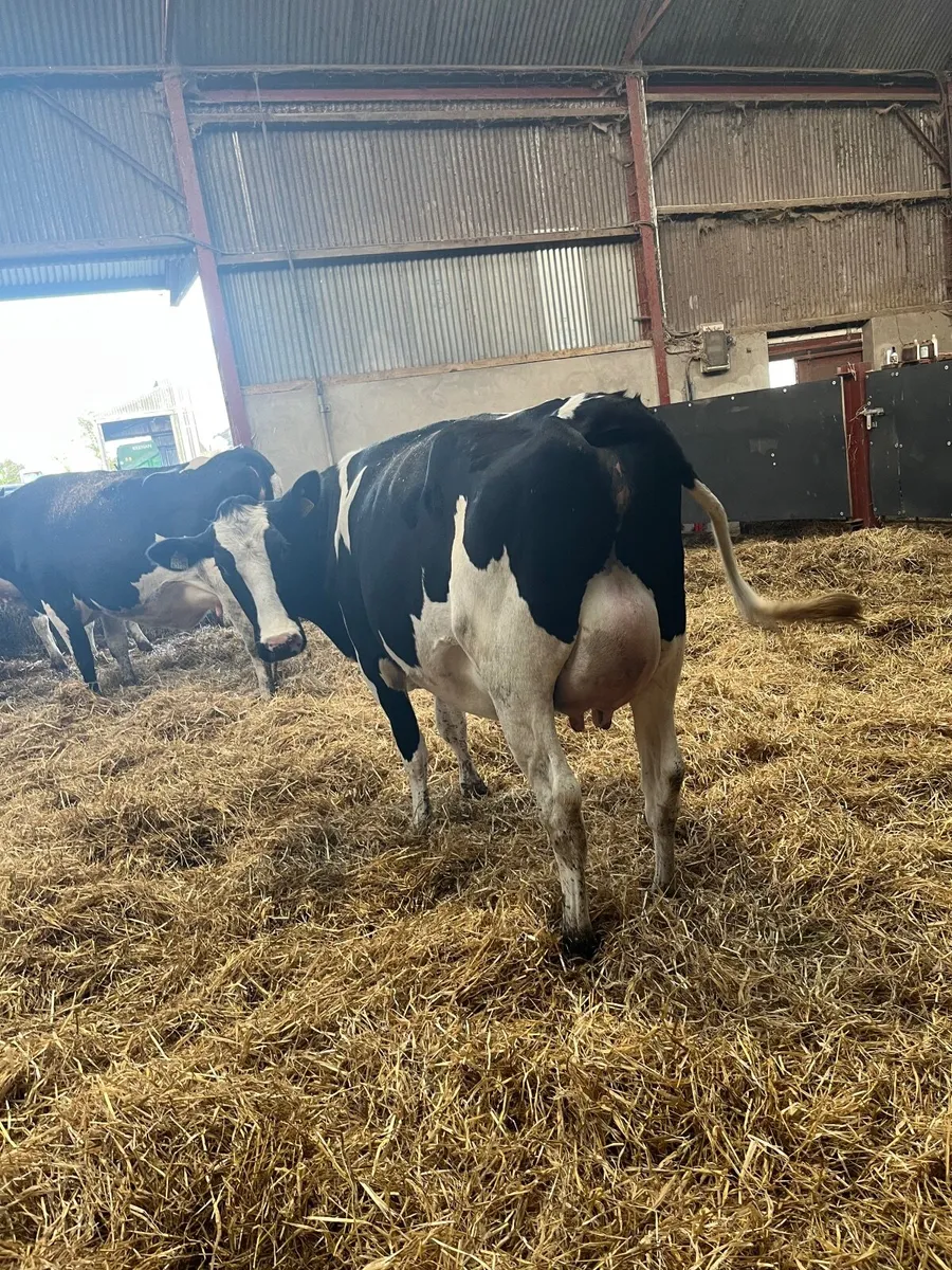 Pedigree Heifers - Image 1