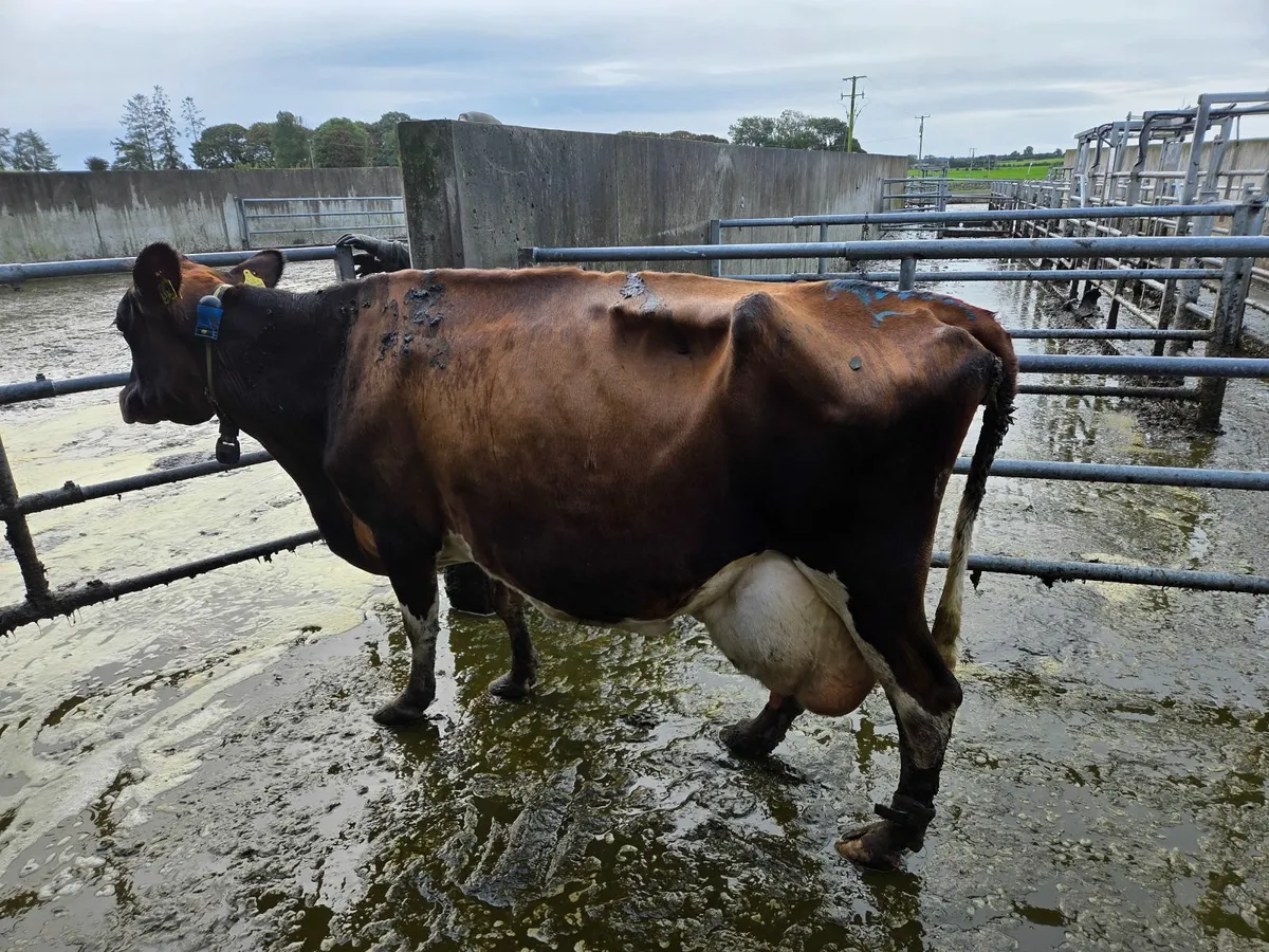 High Cell Count Cow
