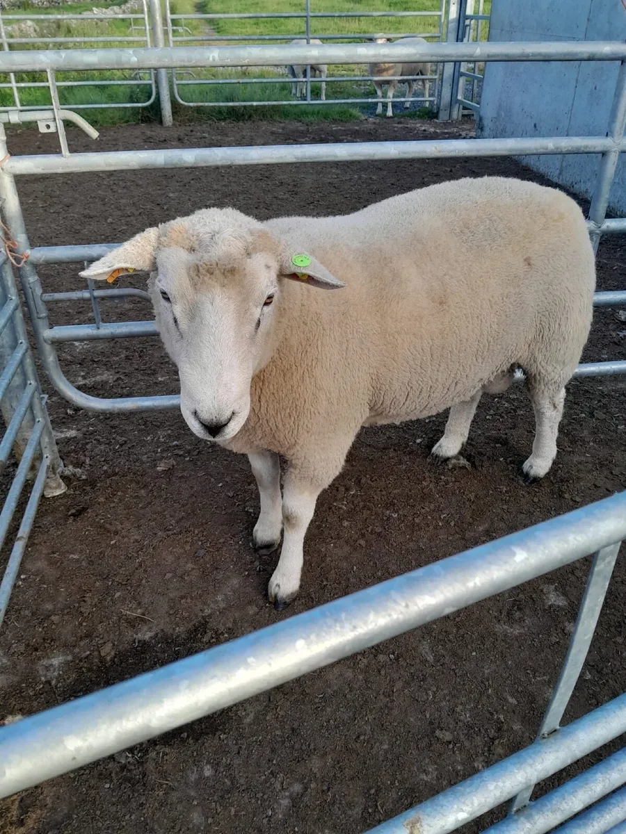 Galway hogget rams - Image 1