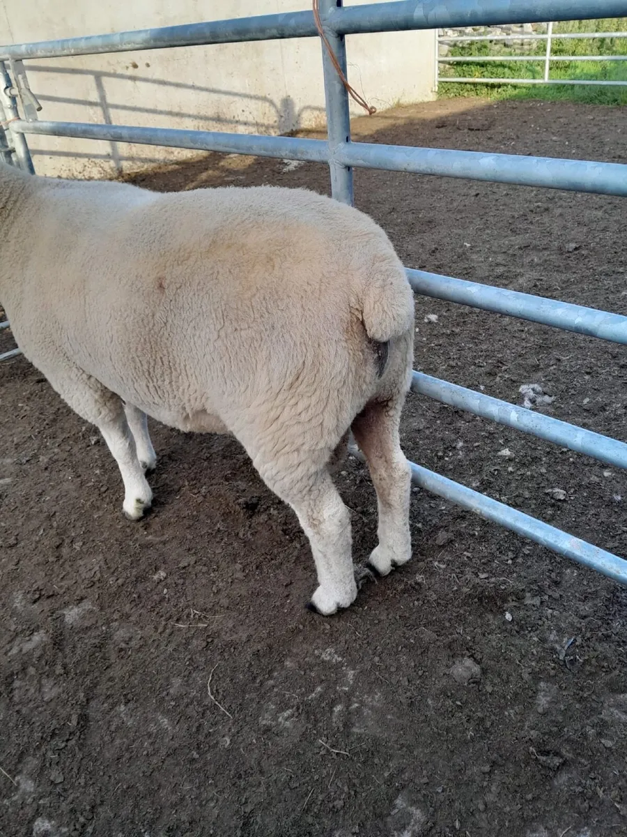 Galway hogget rams - Image 3