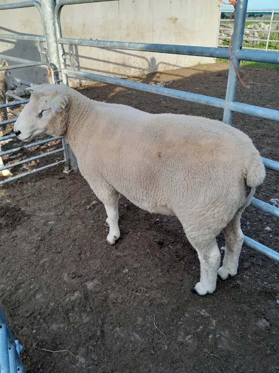 Galway hogget rams - Image 4