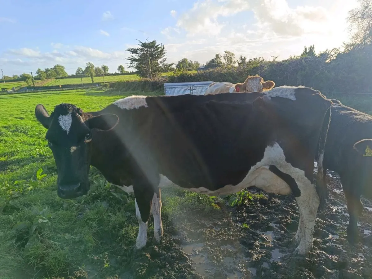 Cow to rear calves - Image 1