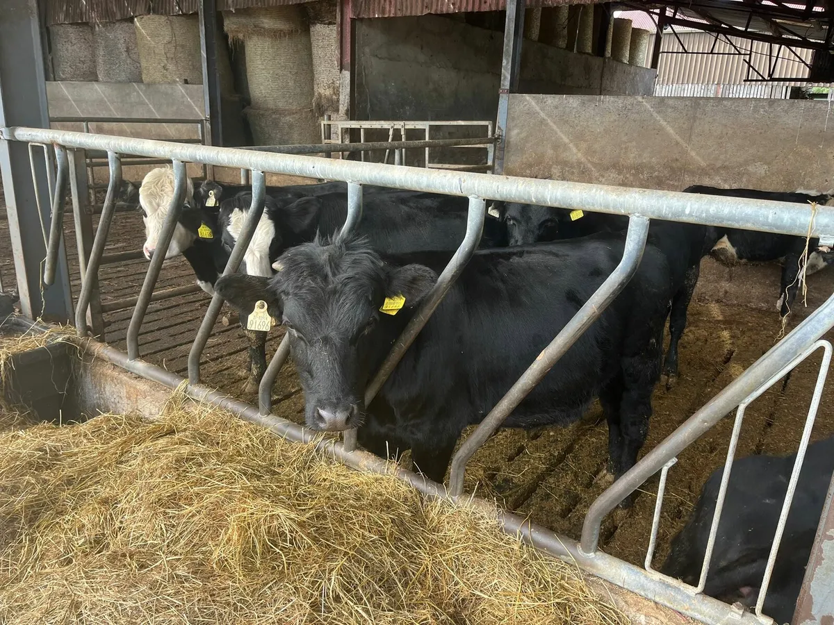 Bulls Enniscorthy Mart Tuesday 16th of September - Image 1