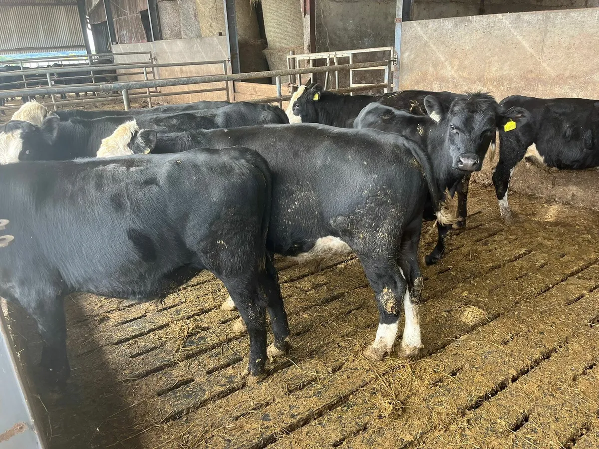 Bulls Enniscorthy Mart Tuesday 16th of September - Image 2