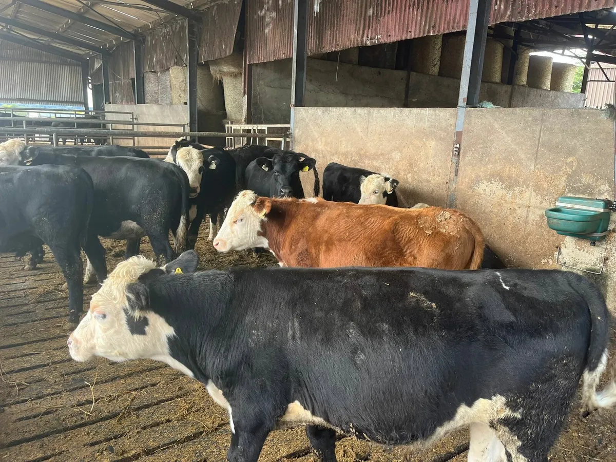 Bulls Enniscorthy Mart Tuesday 16th of September - Image 3