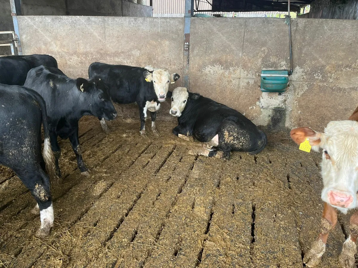 Bulls Enniscorthy Mart Tuesday 16th of September - Image 4