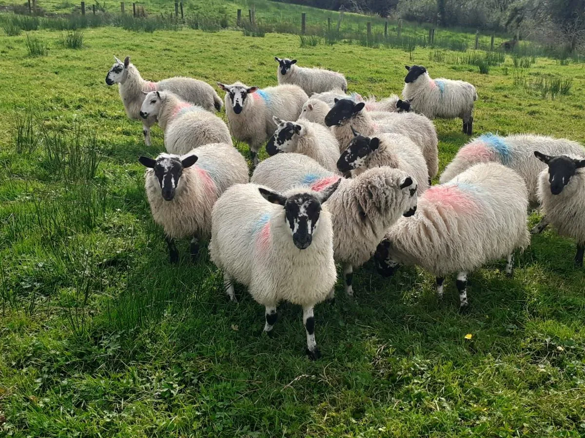 Cross bread ewe lambs - Image 1