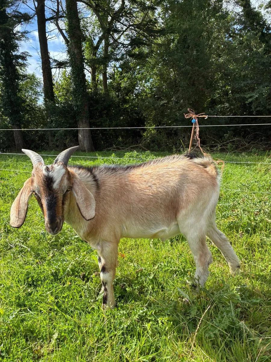 Goat - Image 1