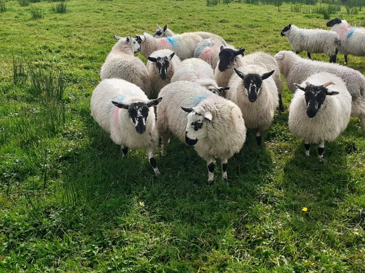 Cross bread ewe lambs - Image 3