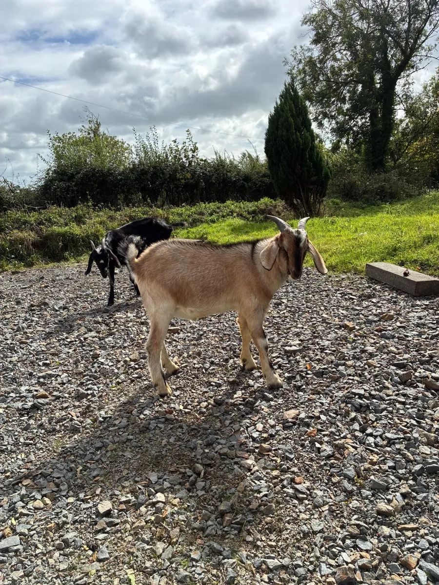 Goat - Image 3