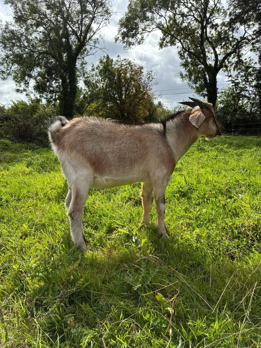 Goat - Image 4