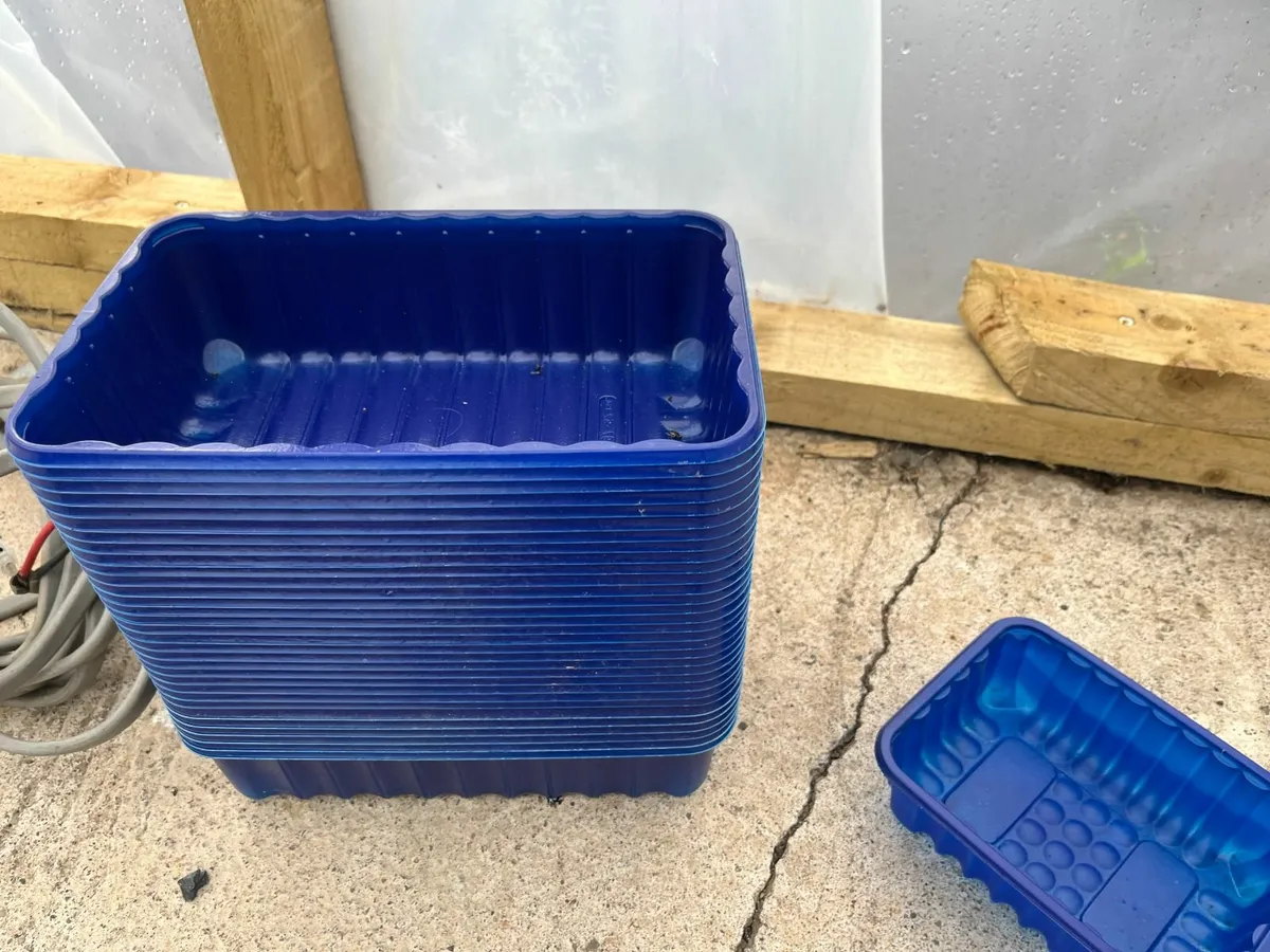 New food containers, fully boxed, Punnets - Image 1