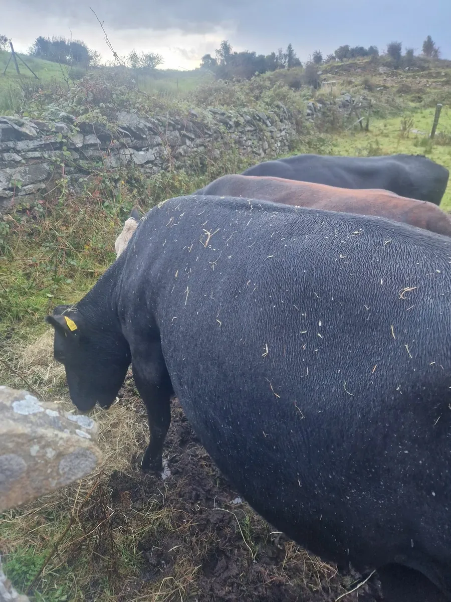 Cows - Image 1