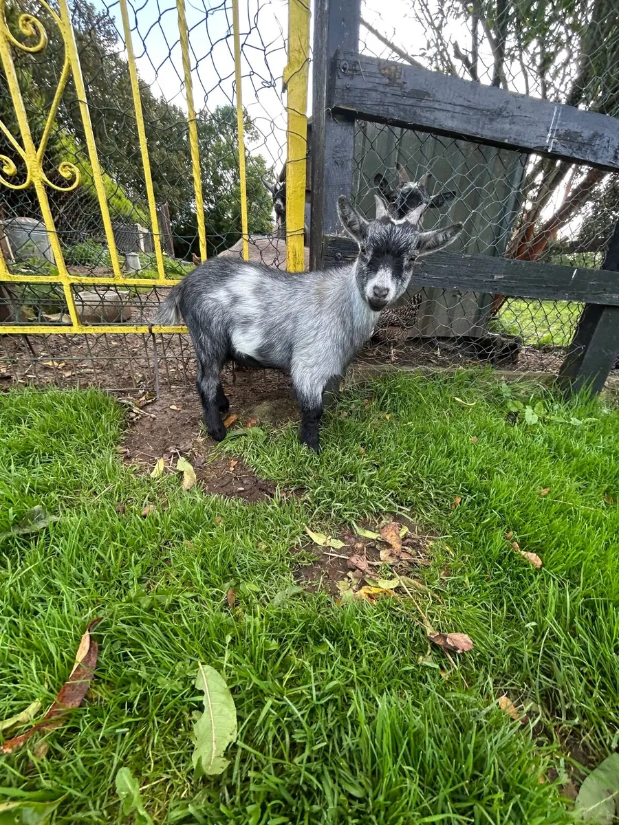 Blue Female Pygmy Kid - Image 3