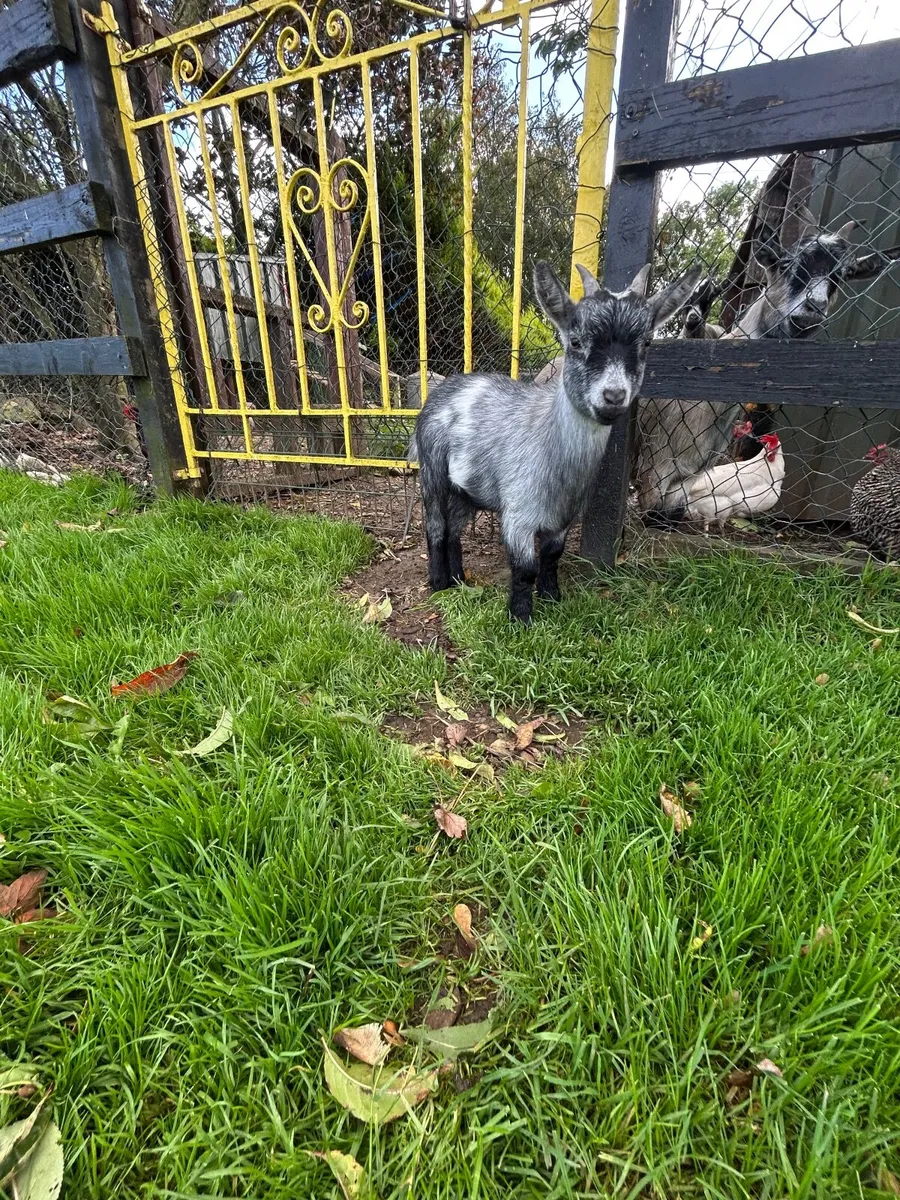 Blue Female Pygmy Kid - Image 4
