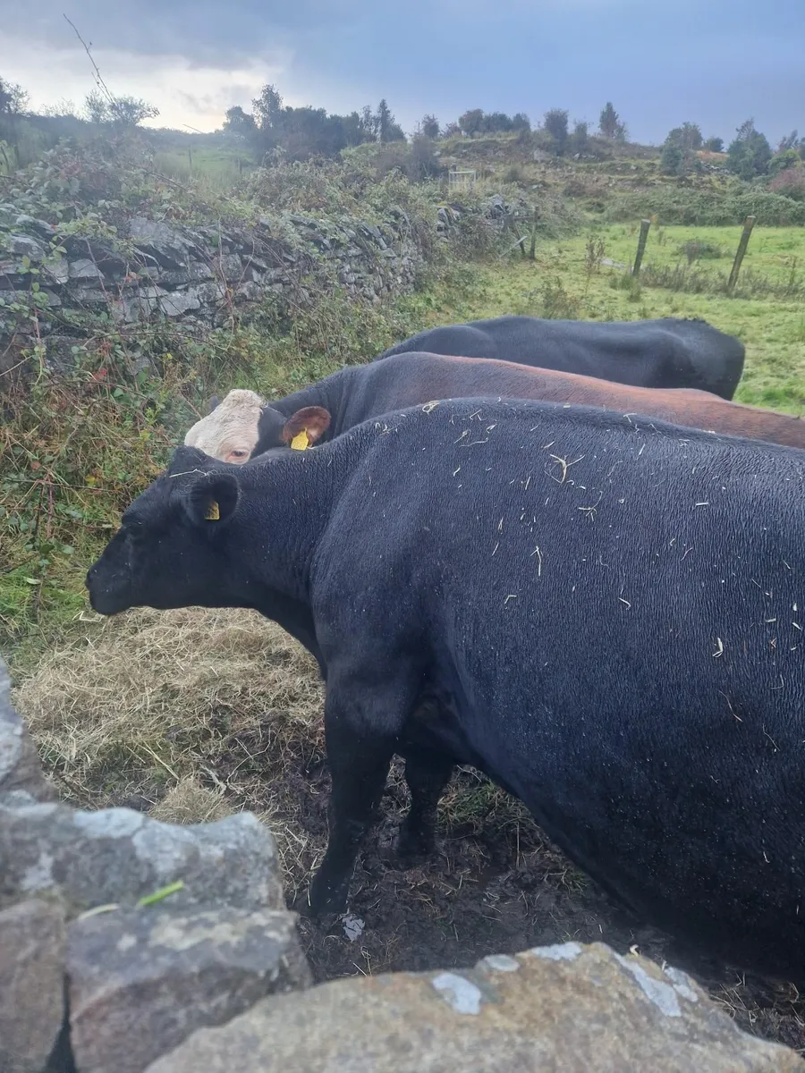 Cows - Image 2