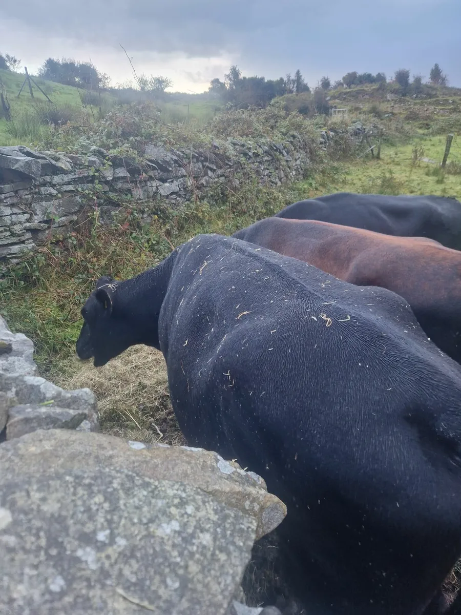 Cows - Image 4