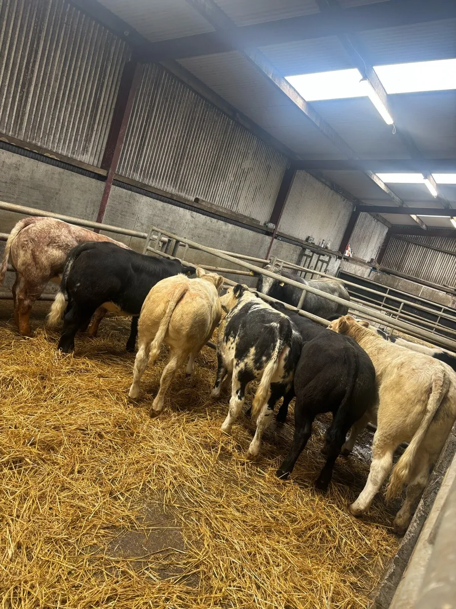 6 super quality Heifer weanlings for balla mart - Image 1