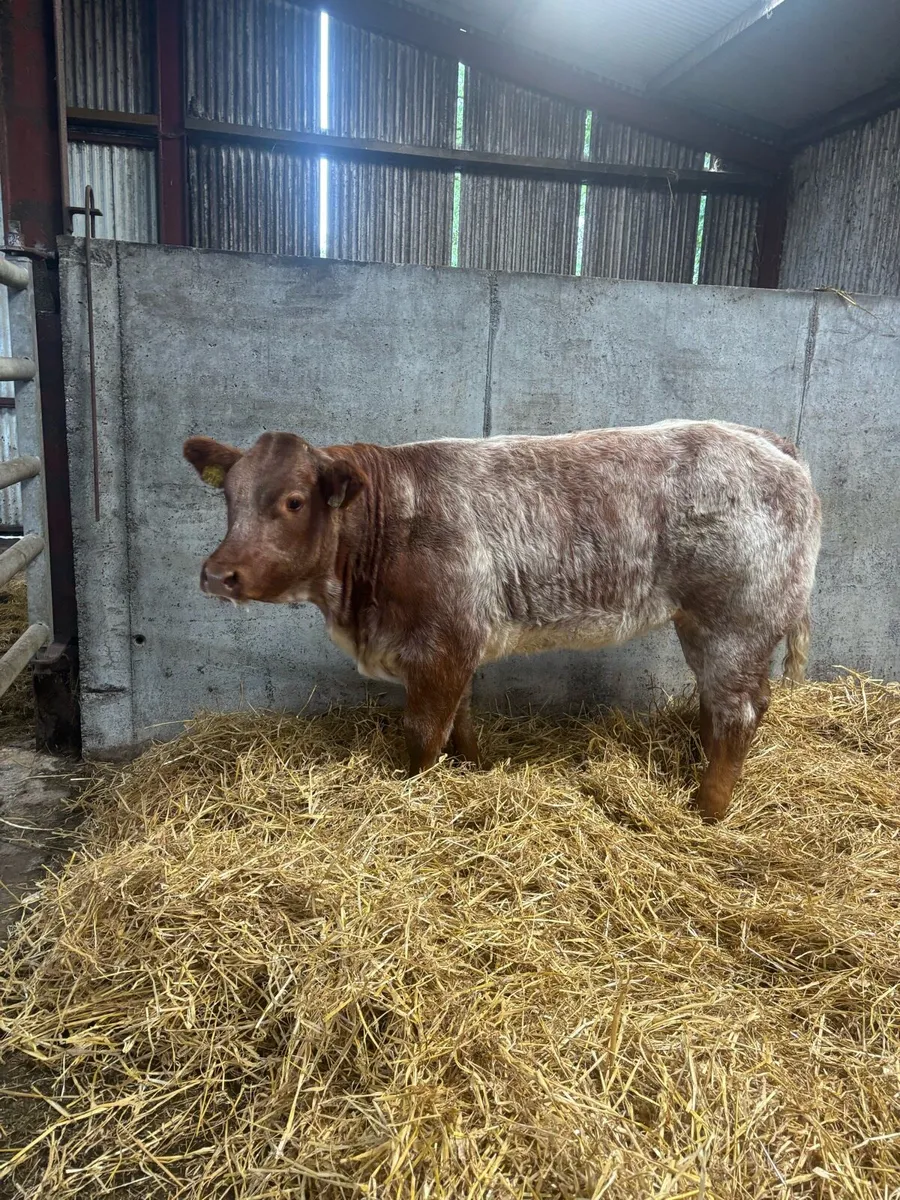 6 super quality Heifer weanlings for balla mart - Image 2