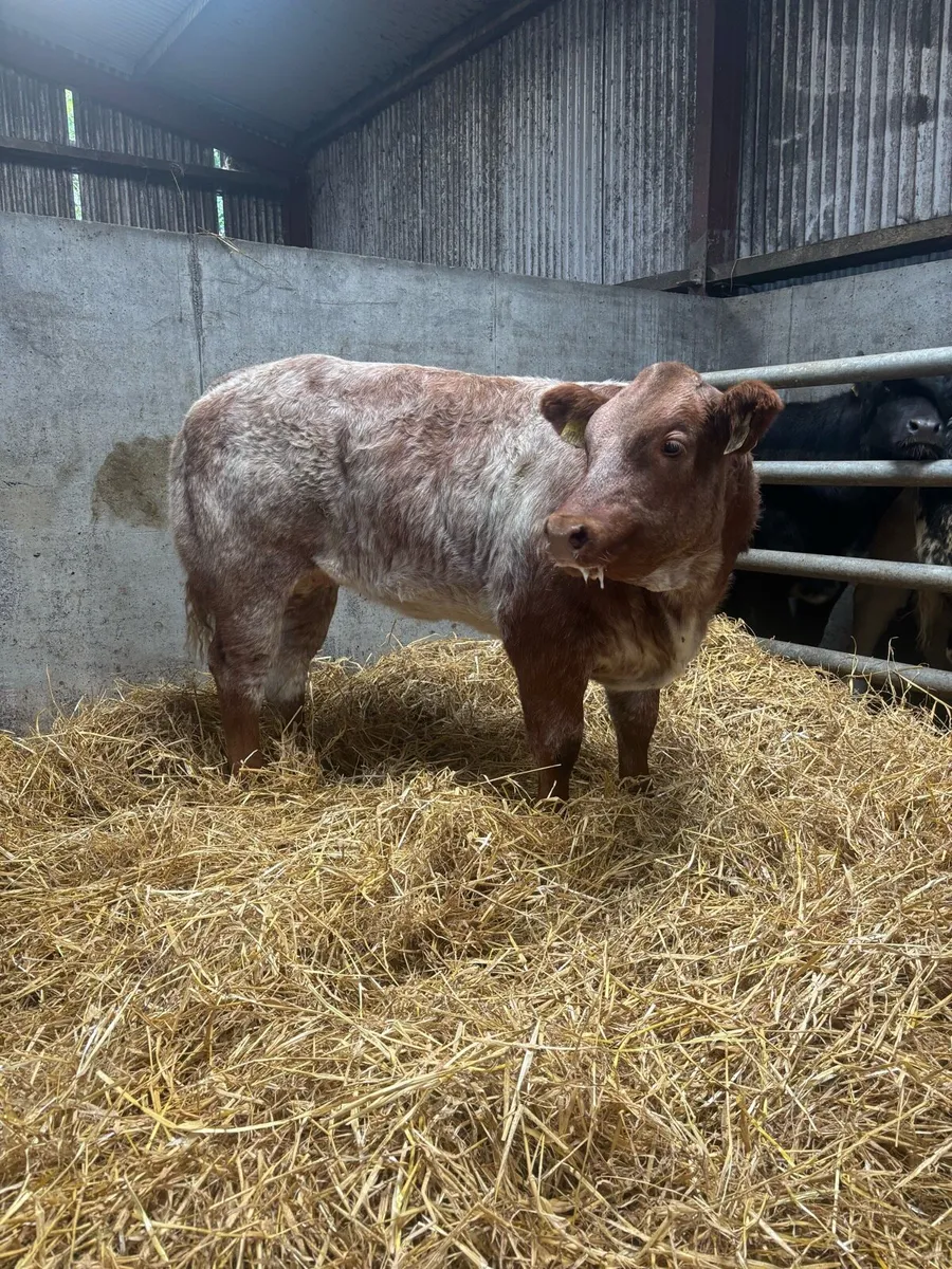 6 super quality Heifer weanlings for balla mart - Image 3