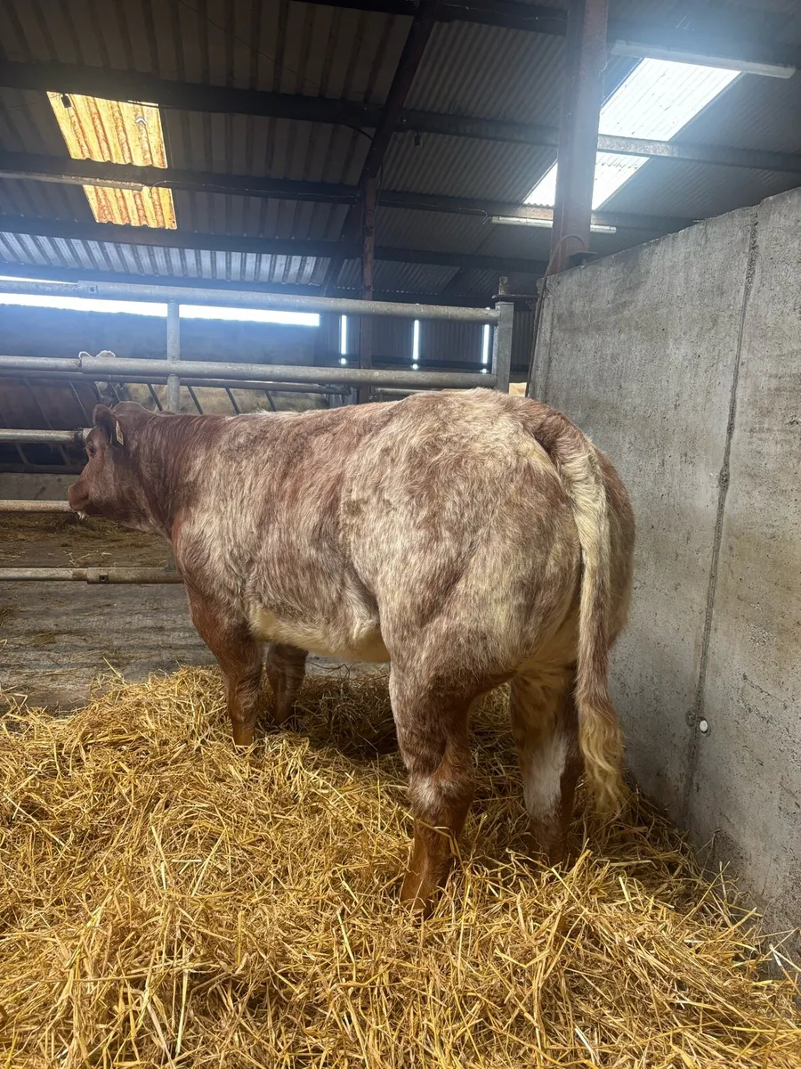 6 super quality Heifer weanlings for balla mart - Image 4