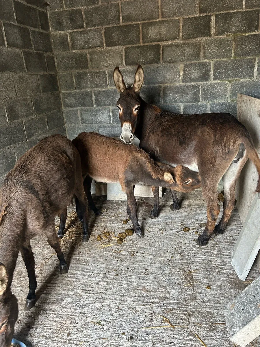 Mare donkeys - Image 3