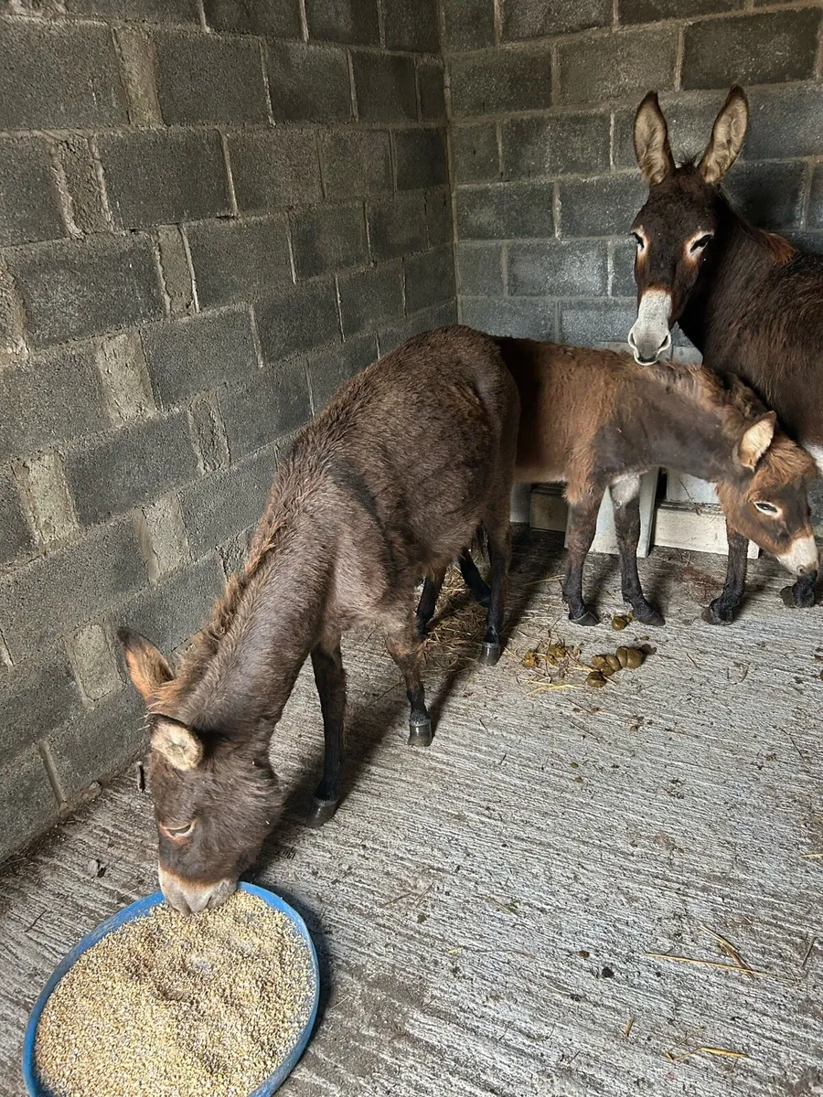 Mare donkeys - Image 4