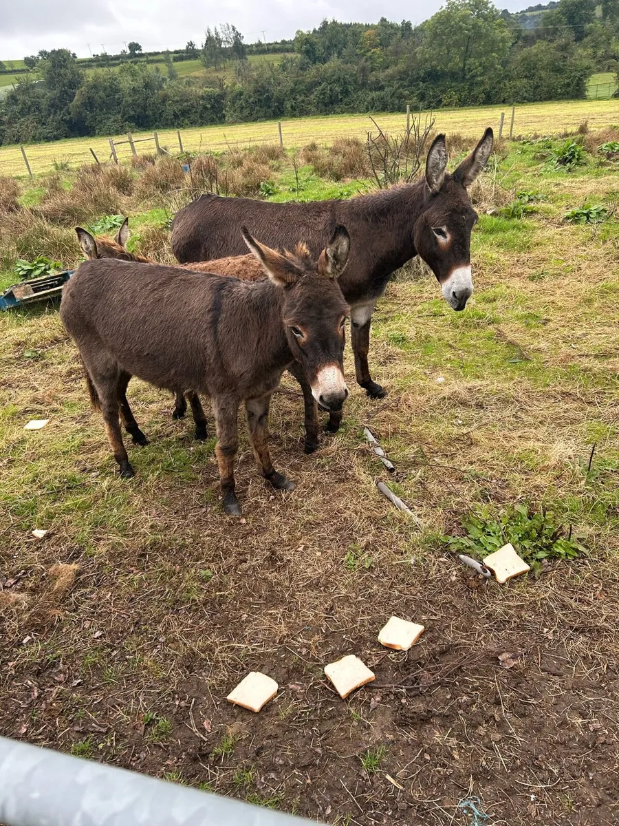 Mare donkeys - Image 1