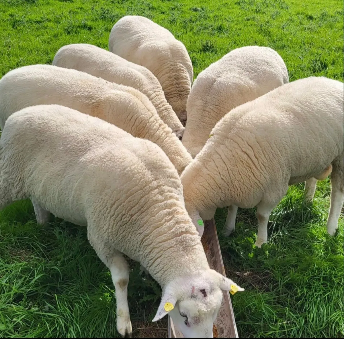 Purebred Registered Galway Rams for sale - Image 2