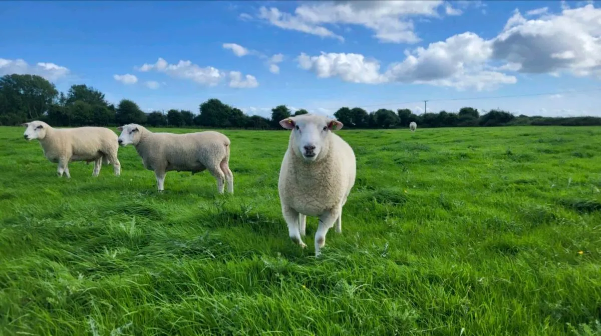 Purebred Registered Galway Rams for sale - Image 1