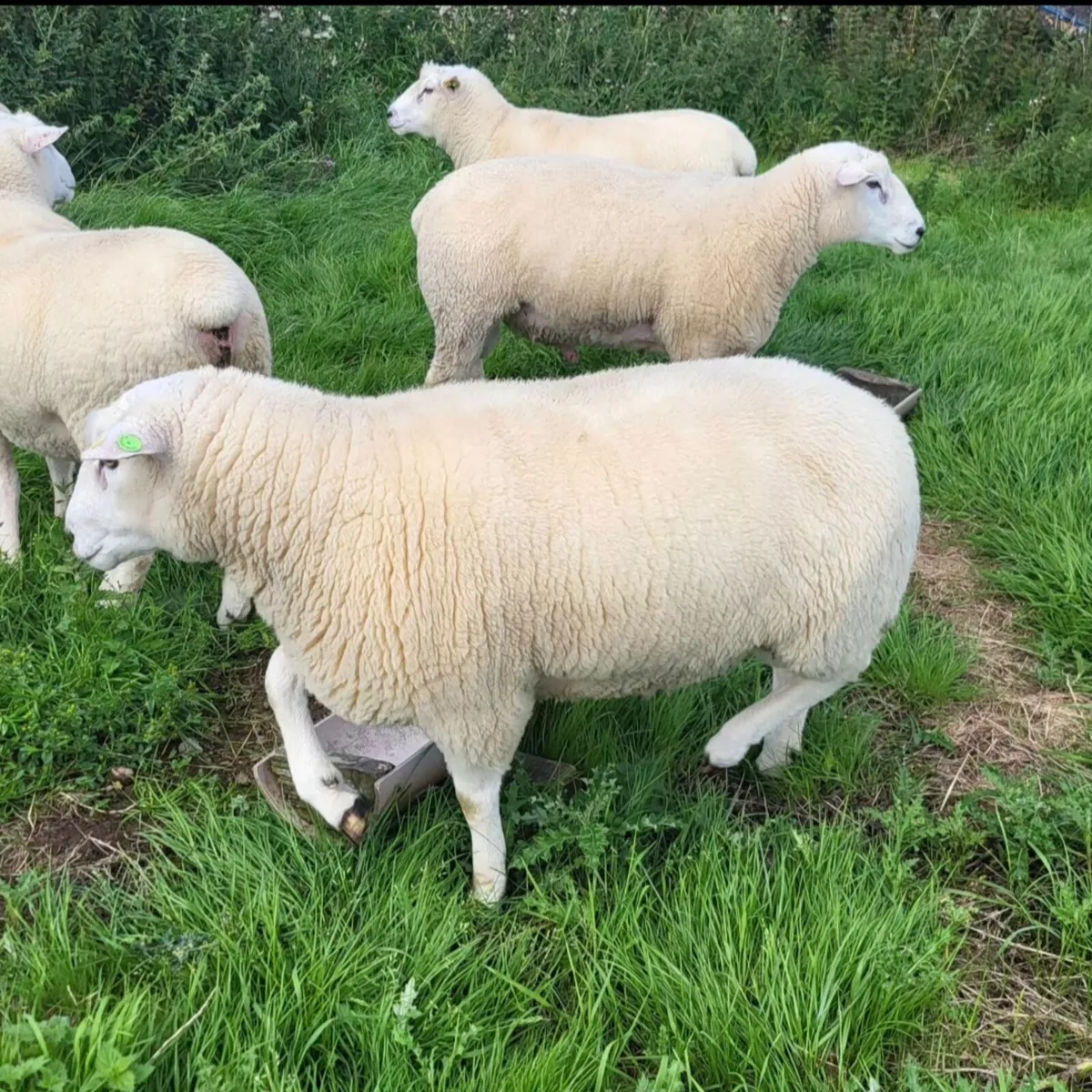 Purebred Registered Galway Rams for sale - Image 3